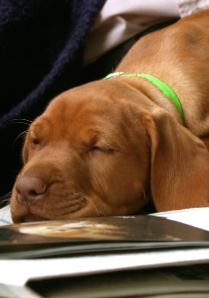 Tuckered