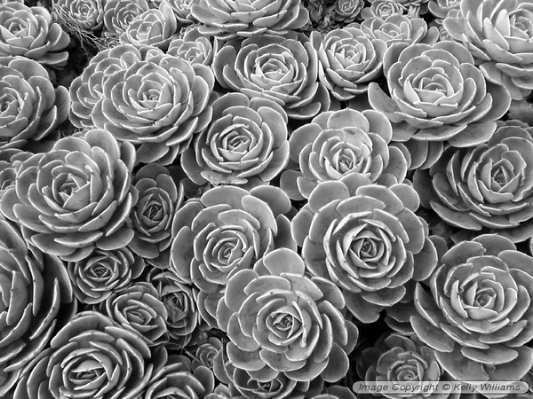 crowded plant