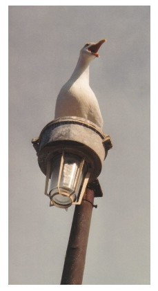 CALLING ALL BIRDS