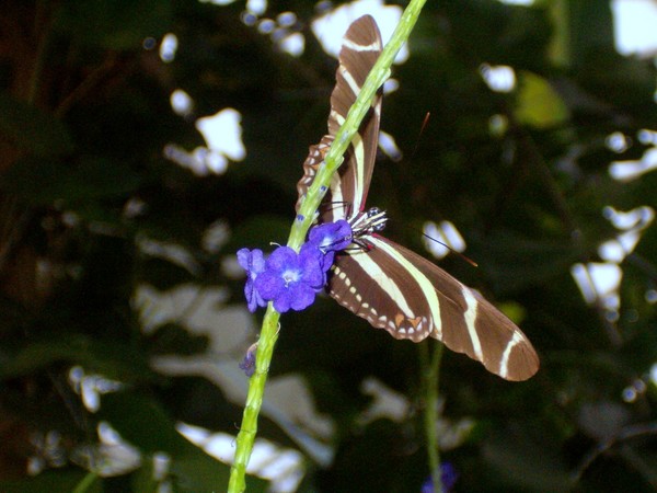 magic wings 2