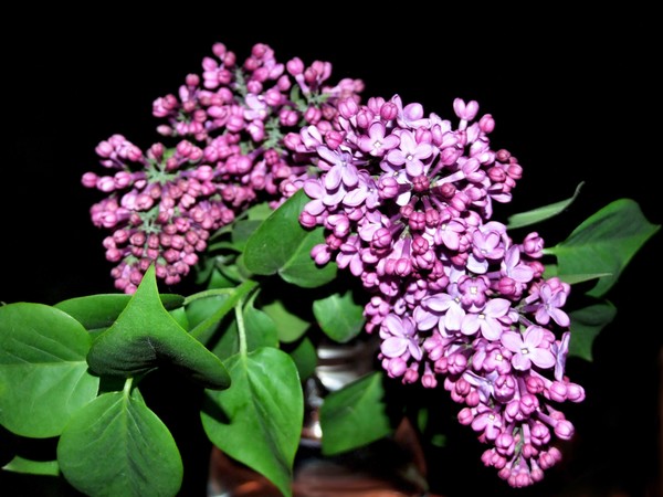 lilac