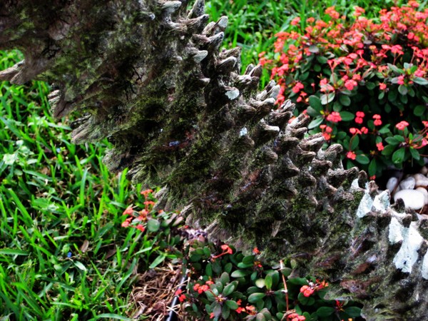 Florida Tree