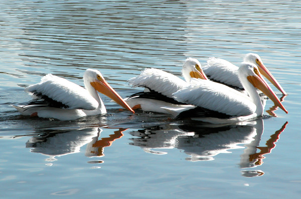 Four Pelicans
