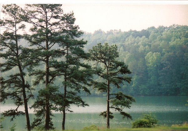 trees over lake