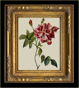 P.J. Redoute Reproduction