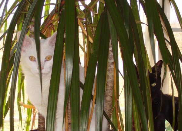 Jungle Kitties