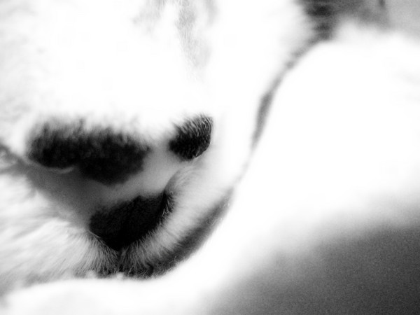 Bud-Man's Nose