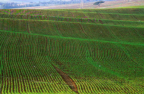 land waves
