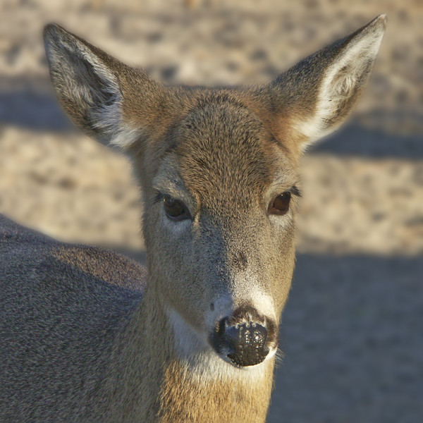 Deer