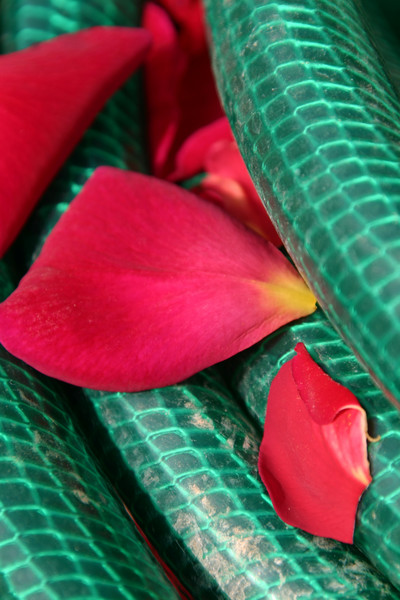 Watering the Roses