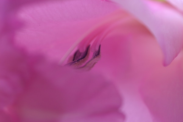 Delicate