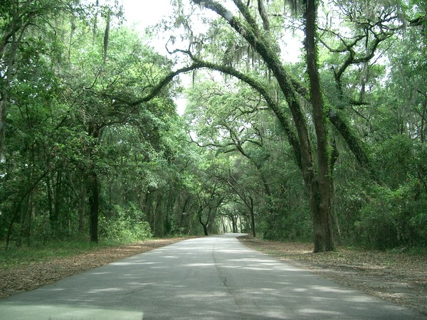 Spanish Moss Haven