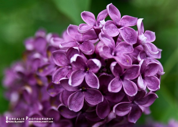 Lilac