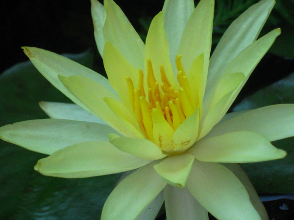 Water Lily Yellow