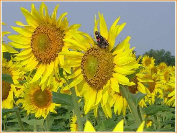 Sunflower with Butterfly