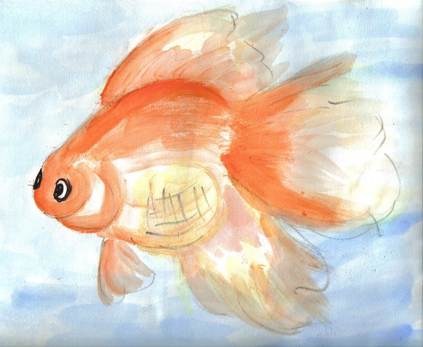 Beautiful Goldfish