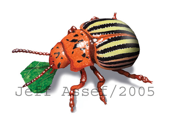 Colorado Beetle