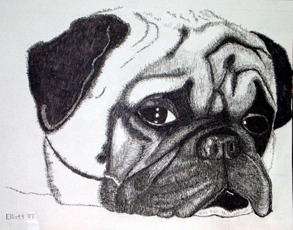 Mr. Pug