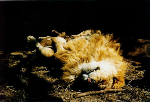 barcelona lion