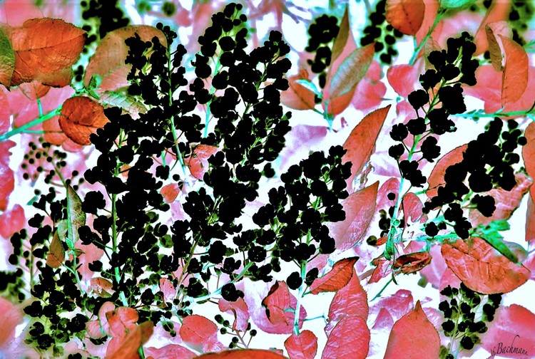  Colors divine !