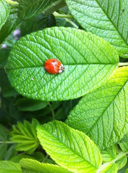 The Lady bug