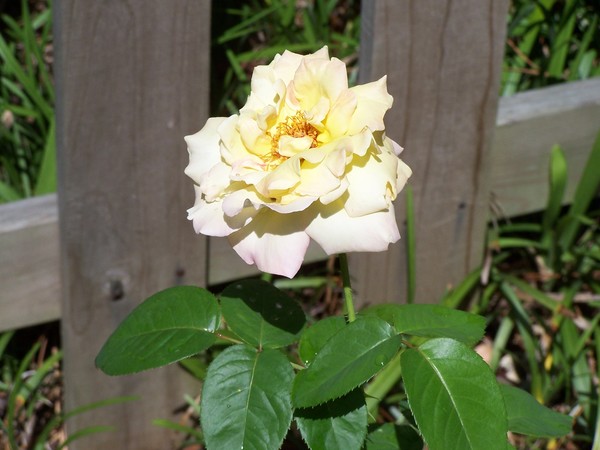 Yellow Rose first time