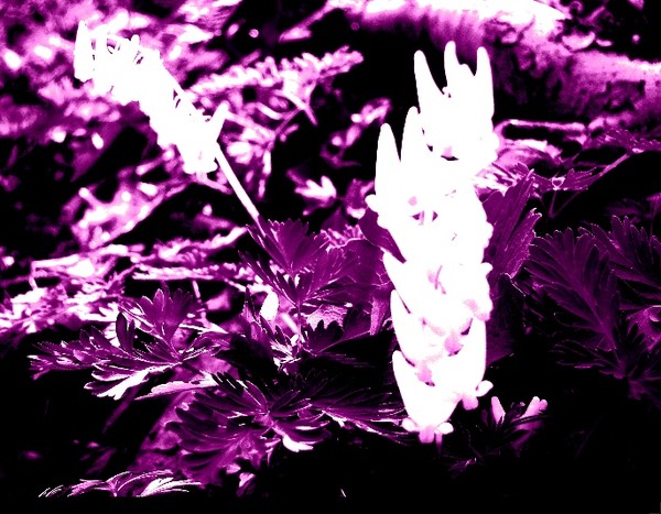 floralux