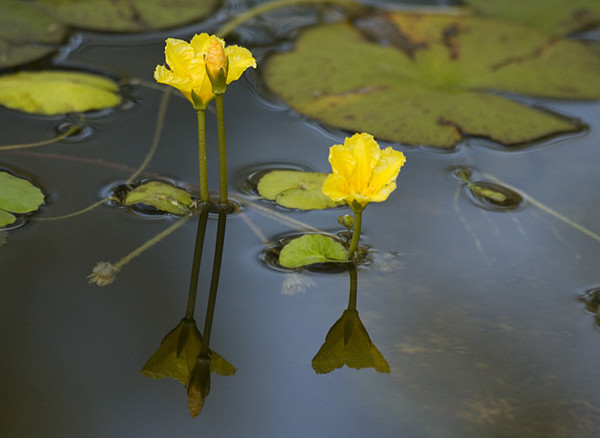 Water Garden
