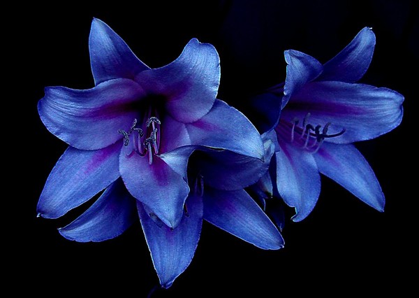 Blue Lilies