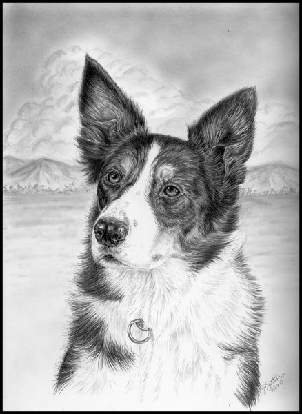 Fanny - Border Collie Portrait
