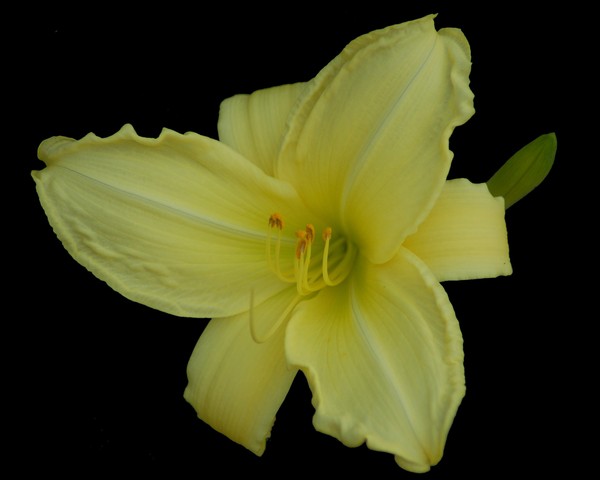 DAYLILY - 4227