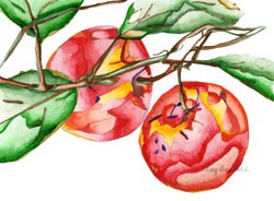 Two Apples