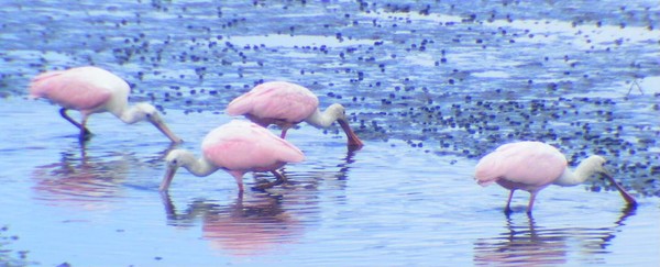 Spoonbills