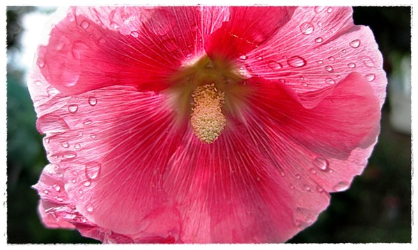 Hollyhock