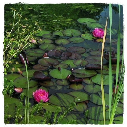 The Pond