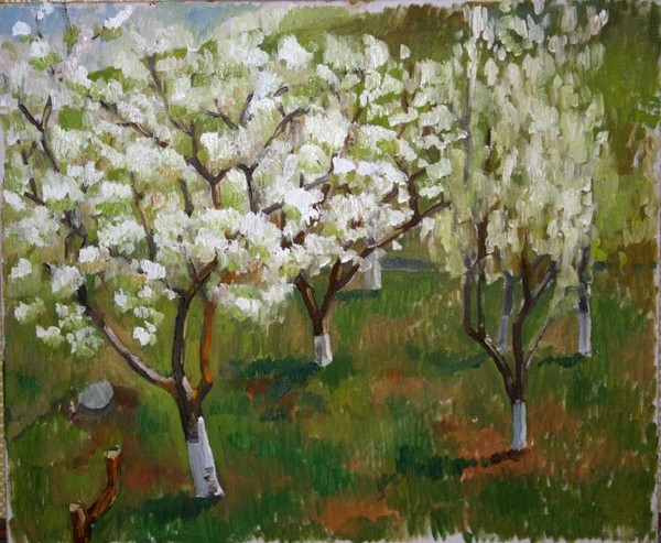 Cherry Blossom