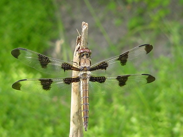 Dragonfly