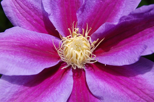 stunning clematis