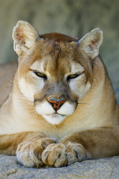 Cougar VII