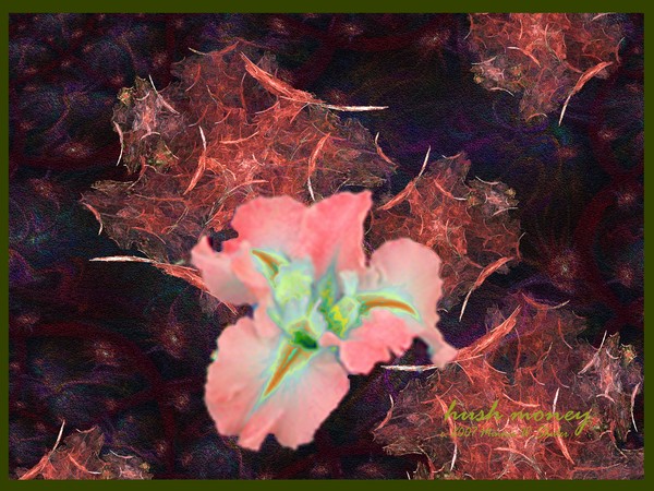 Hush Money Iris