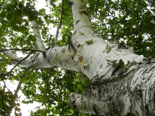 The Peeling Tree