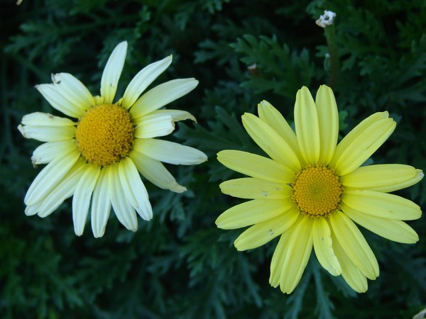 yellowy