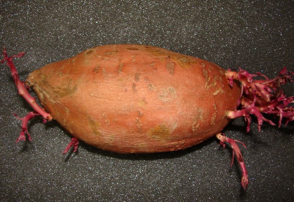 My sweet potato