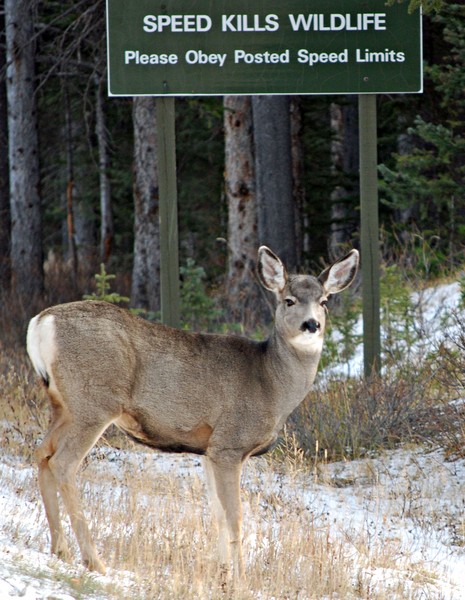 We care about our wildlife.