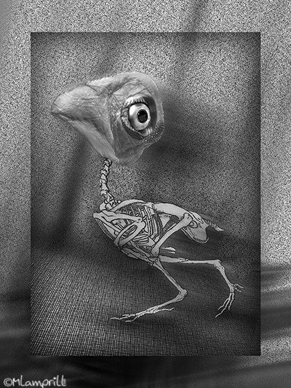 The Bird
