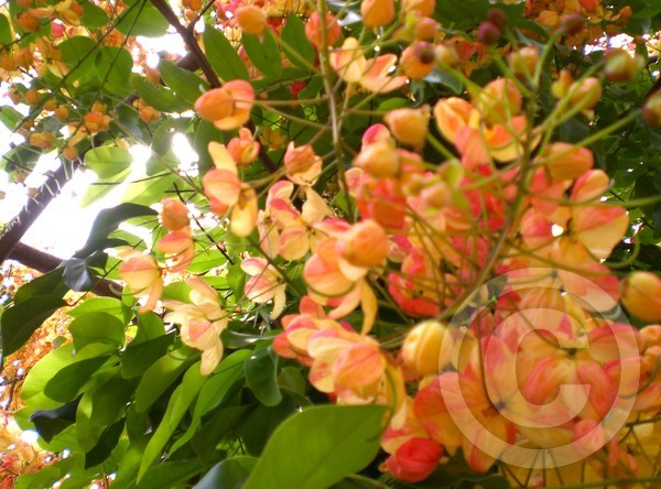 Blessed Spring