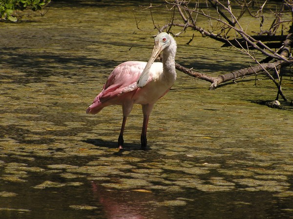 roseate spoonbill