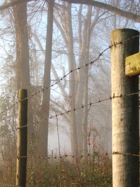 Barbwire