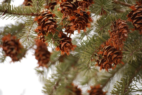Pine Cones