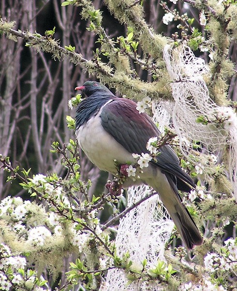 Wood Pigeon